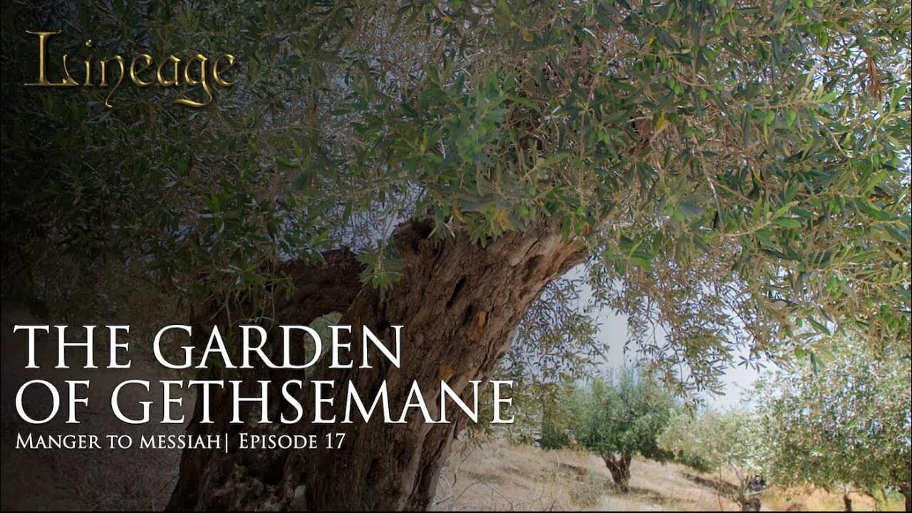 C8: The Garden Of  Gethsemane